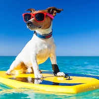 Met je hond op vakantie - 27.005 Appartementen & Vakantiehuizen