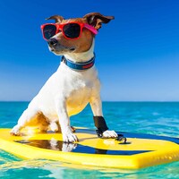 Met je hond op vakantie - 29.058 Appartementen & Vakantiehuizen